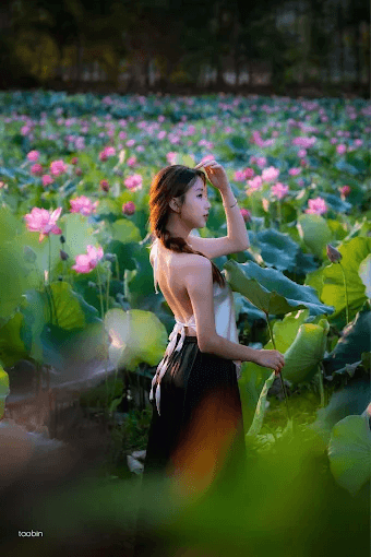 Đồng sen Trà Lý